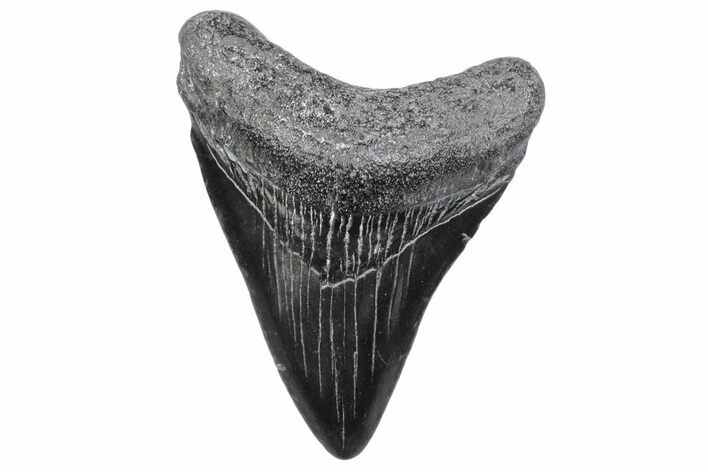 Juvenile Megalodon Tooth - South Carolina #370173